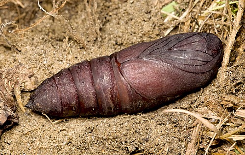 Pupa of Laothoe austauti, Dad&eacute;s Gorge, Morocco. Photo: Frank Deschandol.
