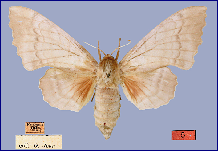 Female Laothoe populeti caucao, Tbilisi, Republic of Georgia, 20.viii.1907. PARATYPE. Photo: &copy; Vadim Zolotuhin.
