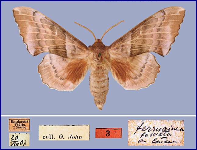 Male Laothoe populeti caucao, Tbilisi, Republic of Georgia, 20.viii.1907. HOLOTYPE. Photo: &copy; Vadim Zolotuhin.