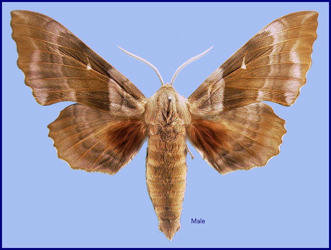 Male Laothoe populeti populeti, Turkey. Photo: &copy; NHMUK.