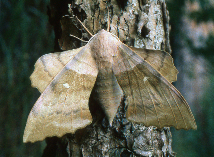 Female Laothoe populeti populeti, Hakkari, Turkey. Photo: &copy; Tony Pittaway.