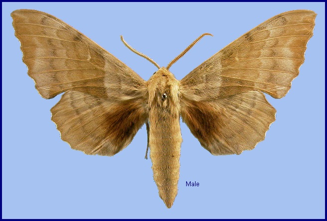 Male Laothoe populeti populeti, Ordubad, Armenia. Photo: &copy; NHMUK