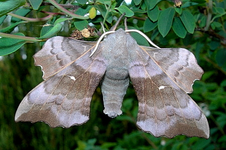 Typical male form of Laothoe populi populi, Oxfordshire, England. Photo: &copy; Tony Pittaway
