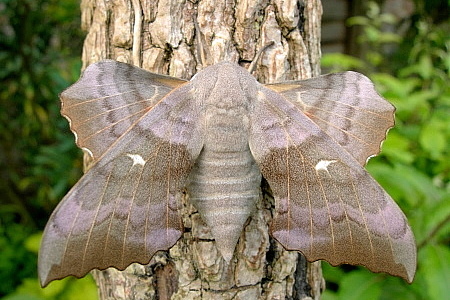 Typical female form of Laothoe populi populi, Oxfordshire, England. Photo: &copy; Tony Pittaway