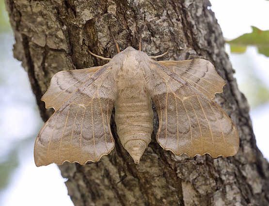 Female Laothoe populi populi, southern France. Photo: &copy; Frank Deschandol.