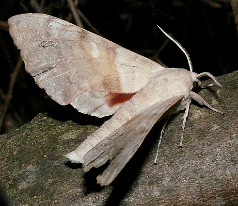 Male Laothoe populi populi, Finca la Molina, near Casares, southern Spain. Photo: &copy; Dave Grundy.