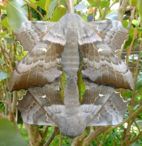 Mating pair of Laothoe populi populi, Oxfordshire, England, 17.v.2015. Photo: &copy; Tony Pittaway