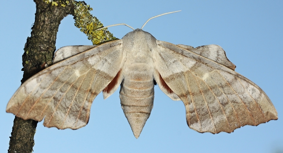 Female Laothoe populi populi, 5 km N of Boniche, Castilla de la Mancha, Andalucia, southern Spain, 1300m, 18.vi.2015. Photo: &copy; Jean Haxaire.