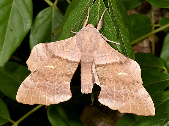 Male Laothoe populi populi (possibly L. austauti), 'Huerte Grande', Pelayo, Parque Natural del Estrecho, southern Spain, 8.ix.2016. Photo: &copy; Paul Brock.