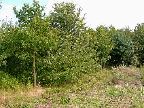 Typical habitat of Laothoe populi, Oxfordshire, England. Photo: &copy; Tony Pittaway
