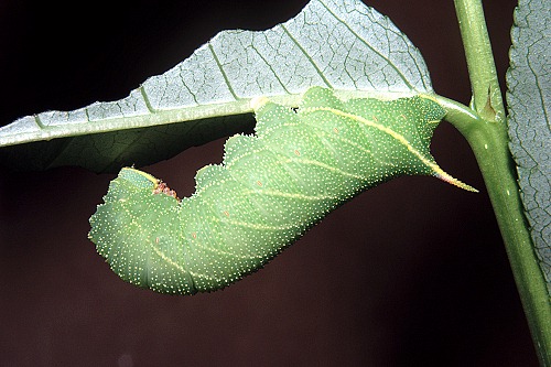 Full-grown green form larva of Laothoe populi populi, Oxfordshire, England. Photo: &copy; Tony Pittaway.