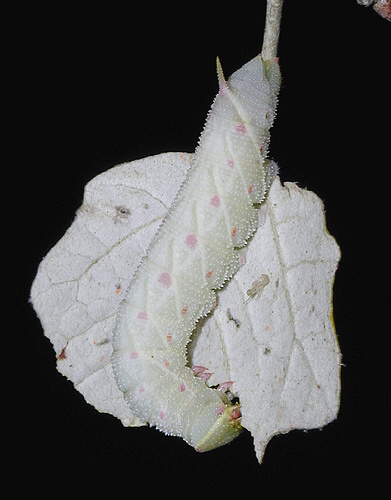 Full-grown white form larva of Laothoe populi populi. Photo: &copy; Mark Boddington.