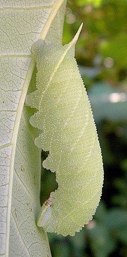 Full-grown pale green form larva of Laothoe populi populi, Oxfordshire, England. Photo: &copy; Tony Pittaway.