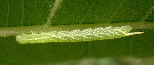 First instar larva of Laothoe populi populi, Oxfordshire, England. Photo: &copy; Tony Pittaway.