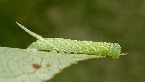 Third instar larva of Laothoe populi populi, Oxfordshire, England. Photo: &copy; Tony Pittaway.