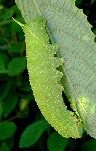 Full-grown green form larva of Laothoe populi populi, Oxfordshire, England. Photo: &copy; Tony Pittaway.