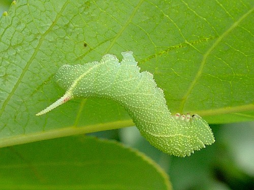 Fourth instar larva of Laothoe populi populi, Oxfordshire, England. Photo: &copy; Tony Pittaway.