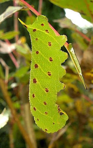 Full-grown spotted green form larva of Laothoe populi populi, Oxfordshire, England. Photo: &copy; Tony Pittaway.