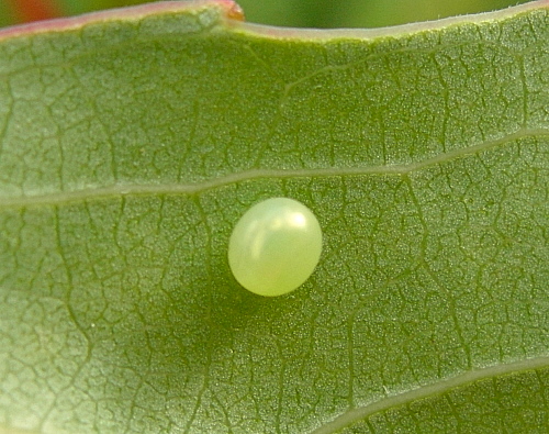 Egg of Laothoe populi populi, Oxfordshire, England. Photo: &copy; Tony Pittaway.