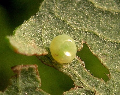 Egg of Laothoe populi populi, Delemont, Switzrland. Photo: &copy; Tony Pittaway.