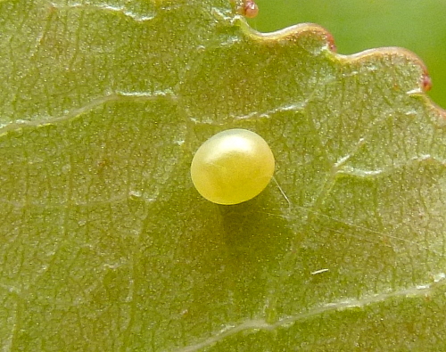 Sun-blushed egg of Laothoe populi populi, Oxfordshire, England. Photo: &copy; Tony Pittaway.
