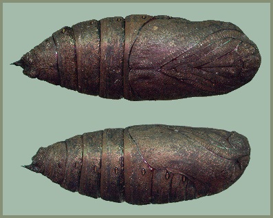 Pupa of Laothoe populi populi, Oxfordshire, England. Photo: &copy; Tony Pittaway.