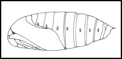 Pupa of Laothoe populi populi, Oxfordshire, England. Image: &copy; Tony Pittaway.