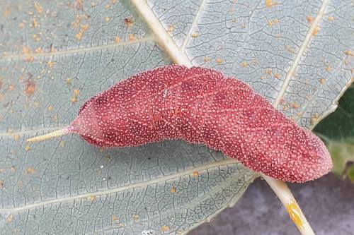 Full-grown red form larva of Laothoe populi populi, Sartene, Southern Corsica, 2018. Photo: &copy; Xavier Vitureau.