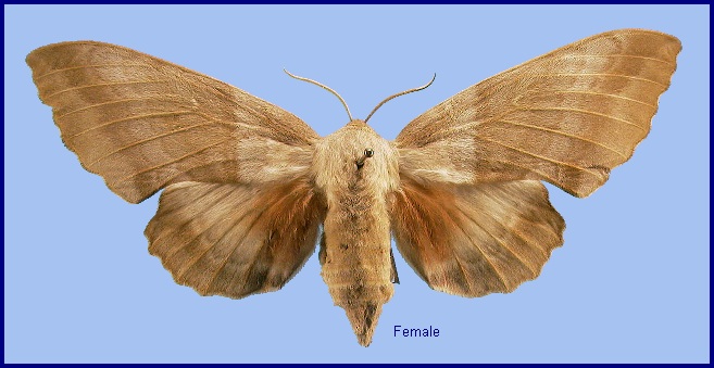 Female Laothoe populi populetorum, Fergana Valley, Uzbekistan. Photo: &copy; NHMUK