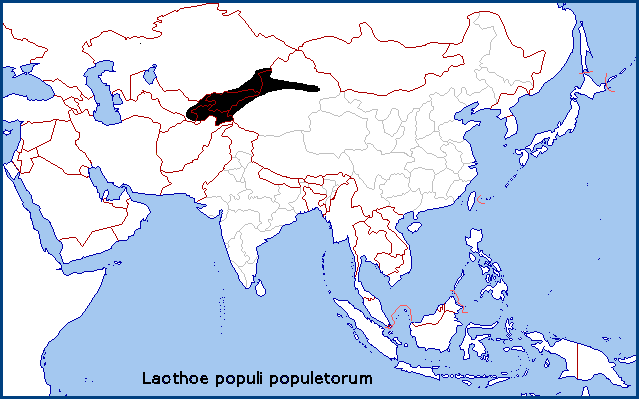 Global distribution of Laothoe populi populetorum. Map: &copy; Tony Pittaway.