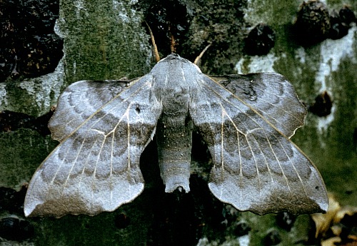 Male Laothoe amurensis sinica, 30 km N Huangling, Shaanxi, China, 24.vii.1995. Photo: &copy; Tony Pittaway.