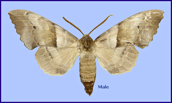 Male Laothoe witti, Paghman, 30km NW Kabul, Afghanistan, 2100m. Photo: &copy; Sphingidae Museum, Pribram.