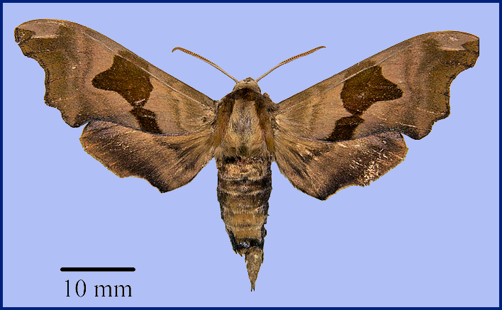 Male Mimas tiliae kitchingi, &Ccaron;al&uacute;s Pass, 80km N. Tehran, Iran, 2270m [HOLOTYPE]. Photo: &copy; SMCR.