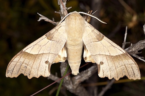 Male Marumba quercus, Carcassonne, southern France. Photo: &copy; Frank Deschandol.