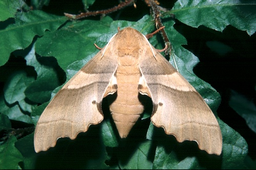 Female Marumba quercus, southern France. Photo: &copy; Tony Pittaway.