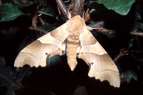 Male Marumba quercus, southern France. Photo: &copy; Tony Pittaway.