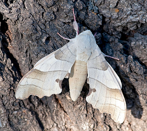 Male Marumba quercus, Karadut, Nemrut Dagi, Turkey. Photo: &copy; Cor Zonneveld.