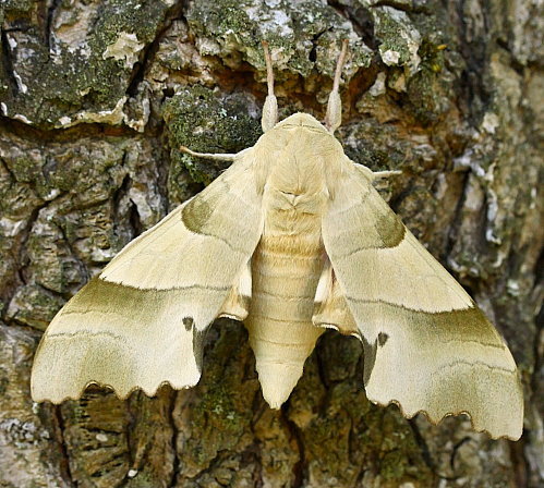 Male Marumba quercus, Bauduen, Var, France. Photo: &copy; Jean Haxaire.
