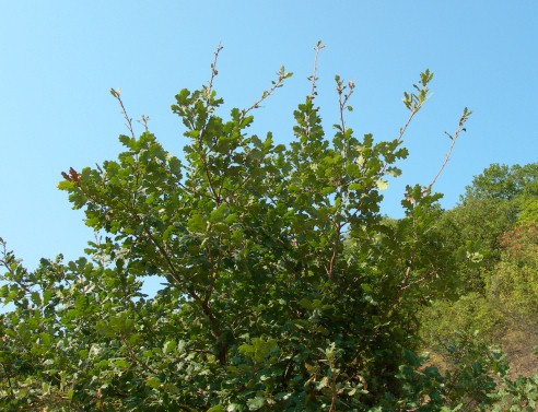 Typical feeding damage of Marumba quercus, Madzharovo, southern Bulgaria. Photo: &copy; Tony Pittaway