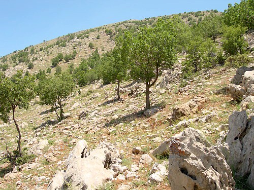 Typical habitat of Marumba quercus, Mount Hermon, Israel/Syria, v.2008. Photo: &copy; Tony Pittaway.
