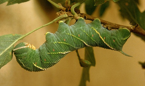 Full-grown final instar larva of Marumba quercus, Spain. Photo: &copy; Tony Pittaway
