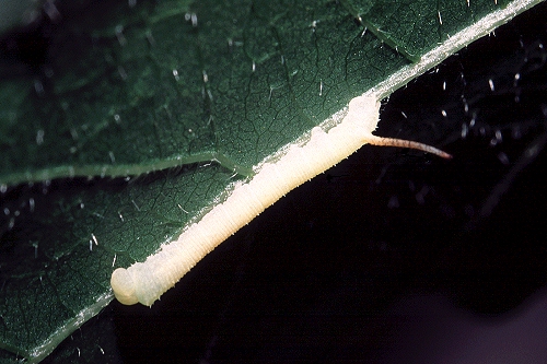 First instar larva of Marumba quercus, Provence, France. Photo: &copy; Tony Pittaway