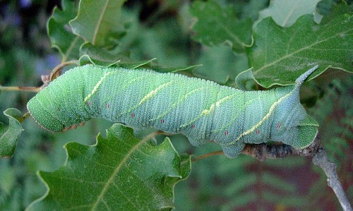 Full-grown final instar larva of Marumba quercus, Catalonia, Spain. Photo: &copy; Ben Trott.