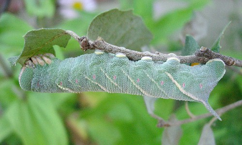 Part-grown final instar larva of Marumba quercus, Catalonia, Spain. Photo: &copy; Ben Trott.
