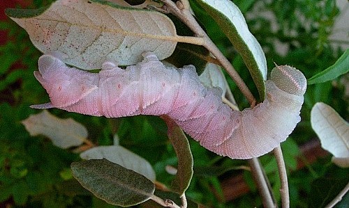 Pre-pupation larva of Marumba quercus, Catalonia, Spain. Photo: &copy; Ben Trott.