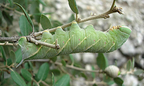 Full-grown final instar larva of Marumba quercus, Catalonia, Spain. Photo: &copy; Ben Trott.