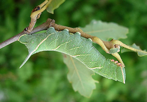 Fifth (penultimate) instar larva of Marumba quercus, Catalonia, Spain. Photo: &copy; Ben Trott.