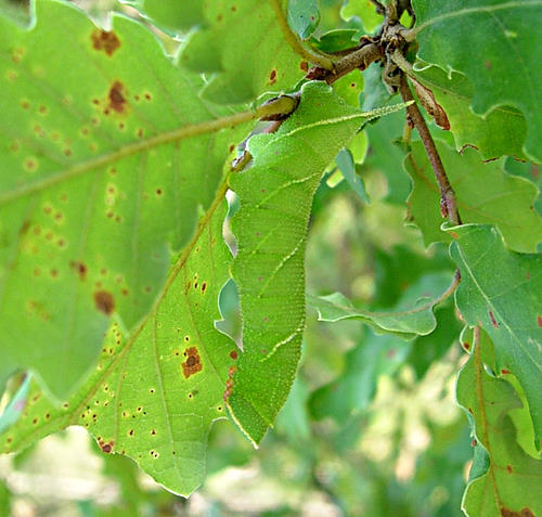 Fifth (penultimate) instar larva of Marumba quercus hiding in a leaf cluster, Catalonia, Spain. Photo: &copy; Ben Trott.