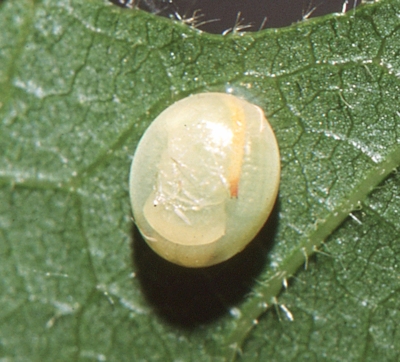 Ovum of Marumba quercus, Provence, France. Photo: &copy; Tony Pittaway