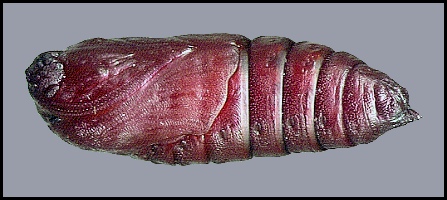 Pupa of Marumba quercus, Provence, France. Photo: &copy; Tony Pittaway